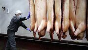 Польские свиньи протискиваются в Казахстан