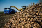 Насколько удачной в текущем году стала битва за урожай в Белоруссии